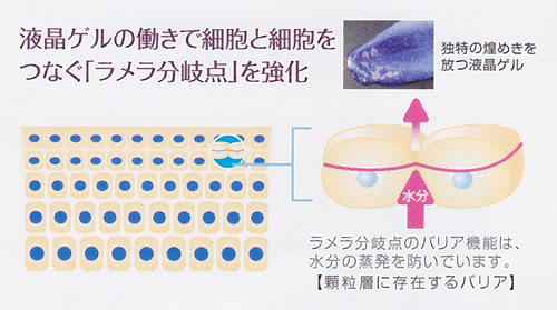 �t���Q���̓����ōזE�ƍזE���Ȃ��u����������_�v������ 